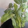 Syngonium Mottled Plant Plant Image 3