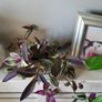 Trailing plants. Image 2