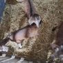 kid goats Image 5