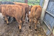 10 Limousine heifers
