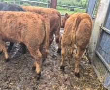 10 Limousine heifers