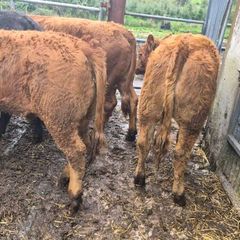 10 Limousine heifers