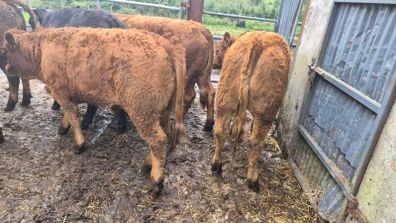 10 Limousine heifers