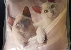 Cute Cats Cushion
