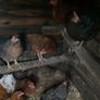 laying hens Image 7