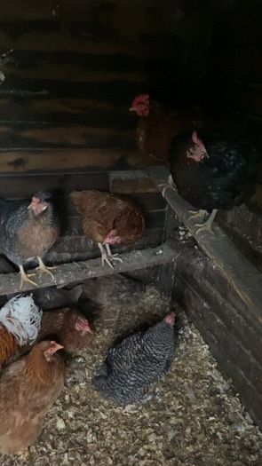 laying hens