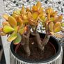 plant Image 5