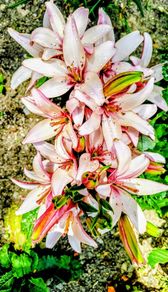 Giant Imperial Lilies