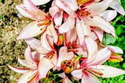 Giant Imperial Lilies