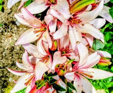 Giant Imperial Lilies
