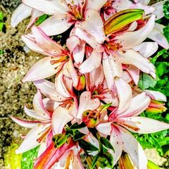 Giant Imperial Lilies