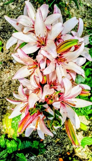 Giant Imperial Lilies