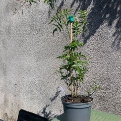 Climbing Jasmine