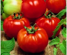 (T) Tomato Sultan H seeds (15s) (122936)