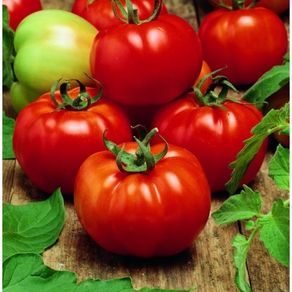 (T) Tomato Sultan H seeds (15s) (122936)