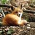 wildlifeboy