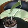 Albo monstera Image 2