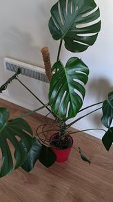 Monstera deliciosa