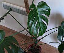 Monstera deliciosa