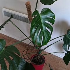 Monstera deliciosa