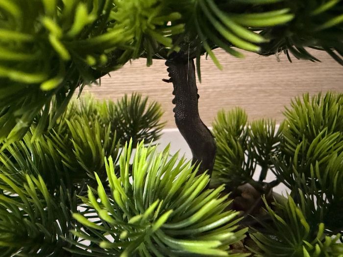 Artificial plants x3