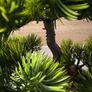 Artificial plants x3 Image 8