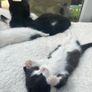 Kittens Image 2