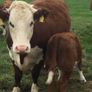 PBR Hereford Image 2
