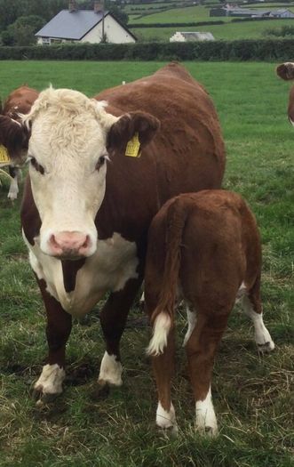 PBR Hereford