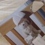 Mamas & Papas Baby Musical Sleep Toy Canvas Image 4