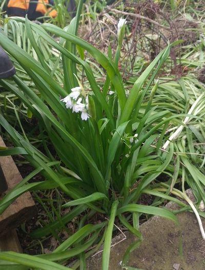 Allium triquetrum ( three-cornered leek)