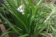 Allium triquetrum ( three-cornered leek)