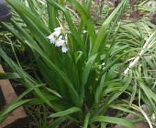 Allium triquetrum ( three-cornered leek)
