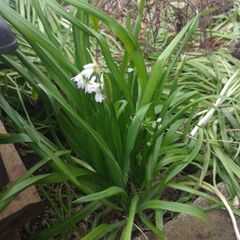 Allium triquetrum ( three-cornered leek)