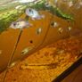 Blue Acara cichlid Image 2