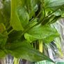 Aquarium Plants Echinodorus Gigant 80-120 cm Image 4