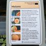 Melon Plants Image 2