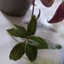 tradescantia Image 4