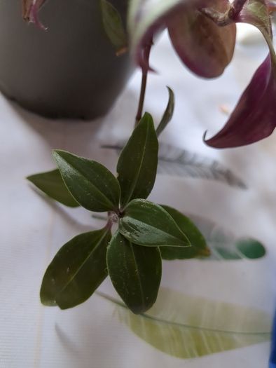 tradescantia