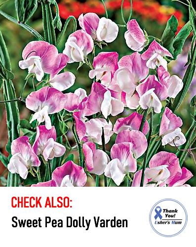 (S) Sweet Pea Evelyn seeds 2g (415076)