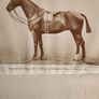 The Hunters  Improvement  Society.  Hunter Stud Book. Large Volume Hardback In Good Condition Image 5