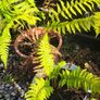 Flowers, herbs, bushes, trees Image 8
