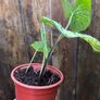 Small white caladium Image 6