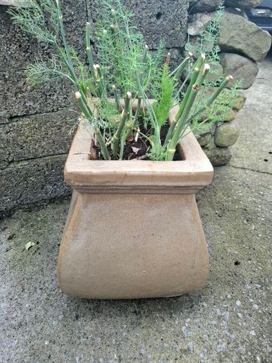 flower pot