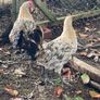 Lemon pencil roosters Image 2