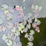 water lily Image 2