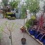 flamingo tree's Salix  willow Image 4