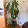 Statement House Plant Image 2