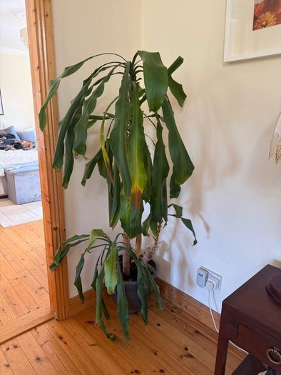 Statement House Plant