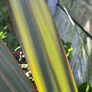 Cordyline indivisa plants  (palm tree) Image 8